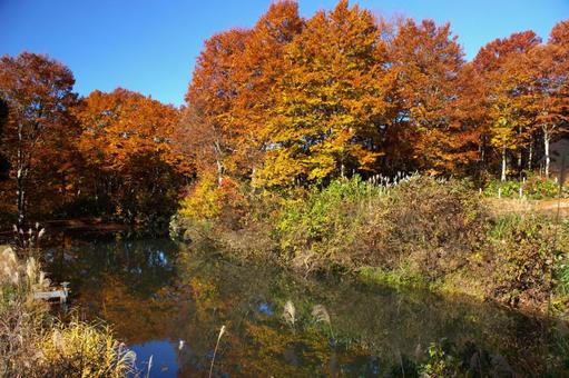 25年　山古志紅葉 綺麗,きれい,空の写真素材