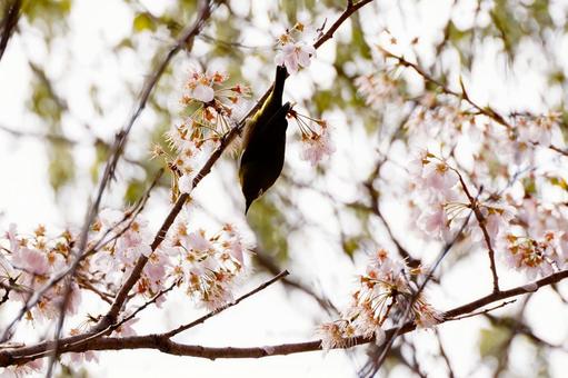 Cherry blossoms and Japanese white-eye, JPG
