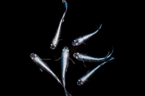 メダカ メダカの写真