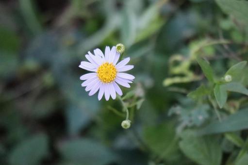 シオンの花のアップの風景 シオンの花のアップの風景の写真