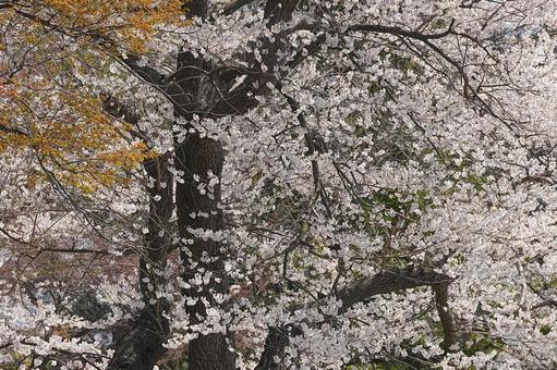 桜 桜の写真