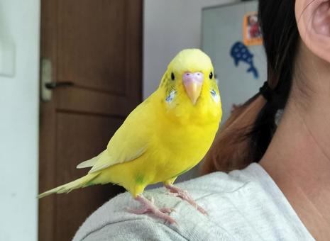 肩に乗った黄色いセキセイインコ 肩に乗った黄色いセキセイインコの写真