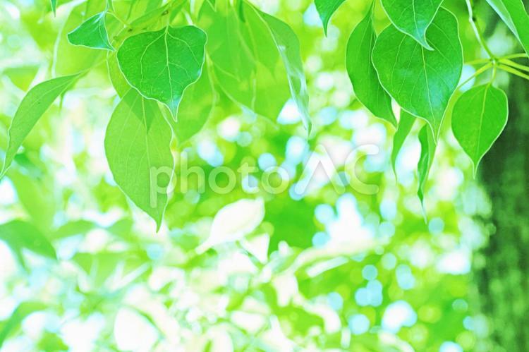 夏の木漏れ日の背景 木漏れ日,木洩れ日,キラキラの写真素材
