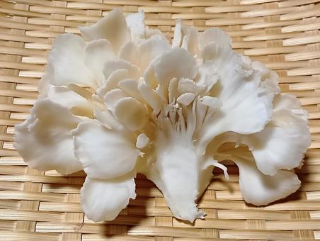 白マイタケ 白マイタケ,白舞茸,食材の写真素材