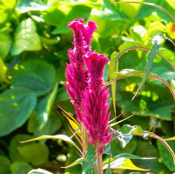 【花の写真】赤いケイトウの花 【花の写真】赤いケイトウの花の写真