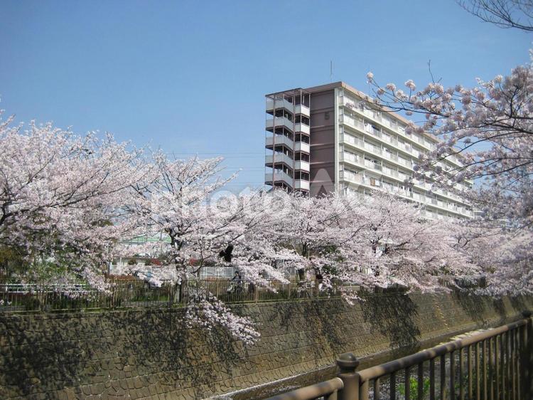 桜並木とマンション 桜,ソメイヨシノ,春の写真素材