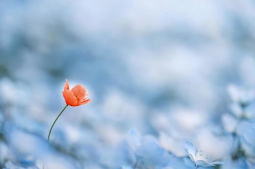 ネモフィラの中に咲く一輪の赤いポピー ネモフィラの中に咲く一輪の赤いポピー 花,赤,青の写真素材