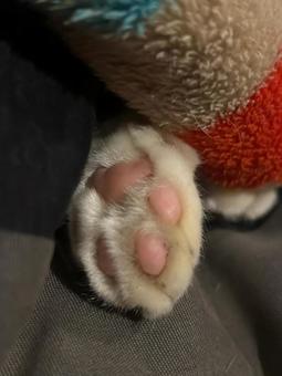 ねこ 肉球 ねこ 肉球の写真