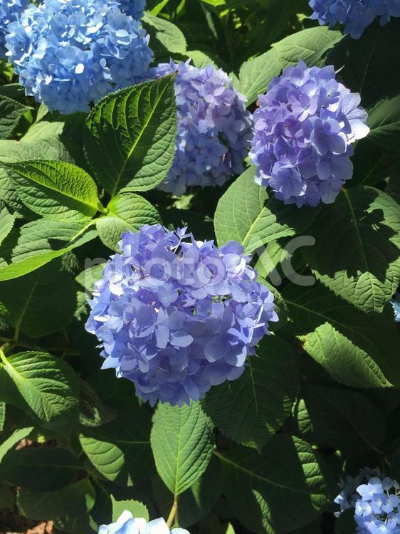 あじさい　青　紫 6月,あじさい,初夏の写真素材