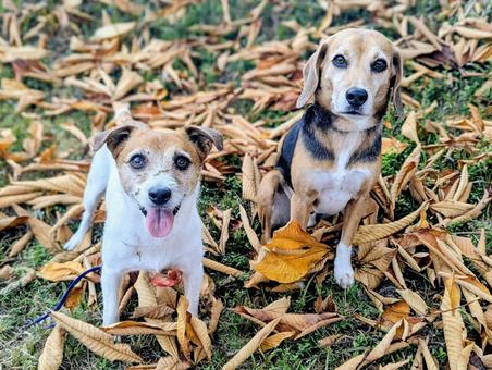 秋の絨毯② 犬,ビーグル,ジャックラッセルテリアの写真素材