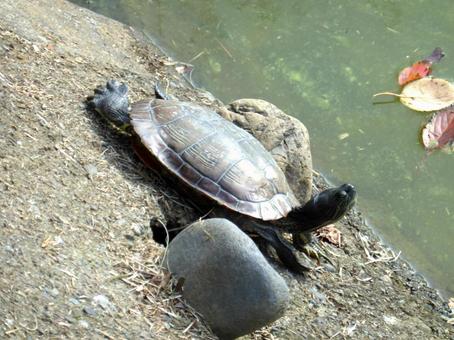 池の岸辺で日光浴をするミドリガメ ミドリガメ,亀,爬虫類の写真素材