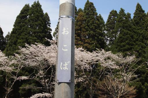 Photo, ohata station, line, cherry blossoms, 