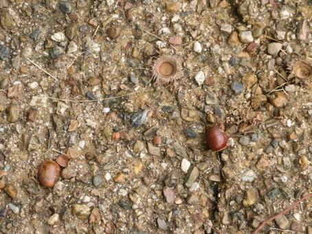 団栗 自然,茶色,秋の写真素材