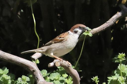 とまり木のスズメ 自然,野鳥,小鳥の写真素材