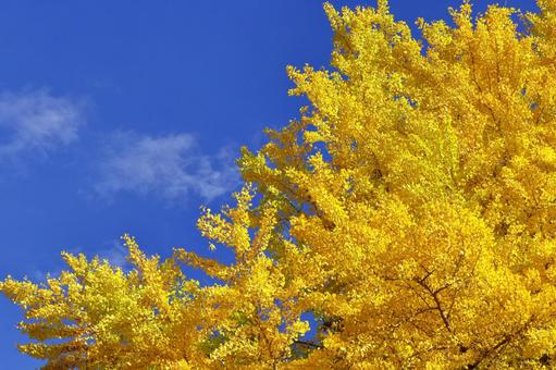 燃燒的秋天, JPG 燃燒的秋天, autumn leaves, yellow leaves, red, JPG
