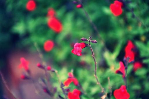 チェリーセージ チェリーセージの写真