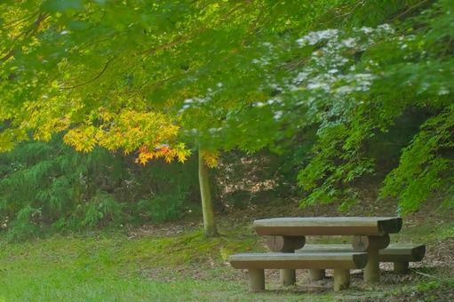 もみじ 紅葉,葉,樹木の写真素材