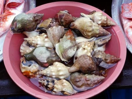 ミガキボラ ミガキボラ ミガキボラ,巻貝,軟体動物門の写真素材