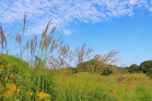 ススキ　草原　雲　青空 ススキ,秋,空の写真素材
