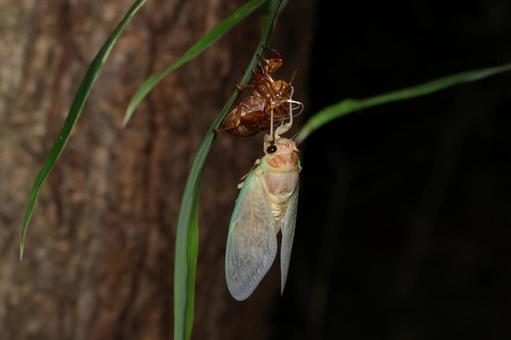 アブラゼミ アブラゼミ アブラゼミ,セミの羽化,セミの写真素材