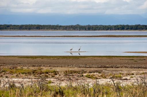 ナラワラを背景にたたずむ2羽のサギ ナラワラを背景にたたずむ2羽のサギ 野付半島,砂嘴,トドワラの写真素材