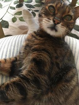 ベンガル猫の写真