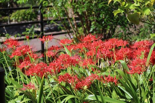 満開の赤い花びらマンジュシャゲの花 満開,赤い,花びらの写真素材