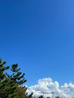 青空、木、雲、晴れ 青空、木、雲、晴れの写真