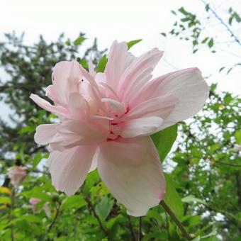 ムクゲ(木槿) ムクゲ(木槿) ムクゲ,木槿,花の写真素材