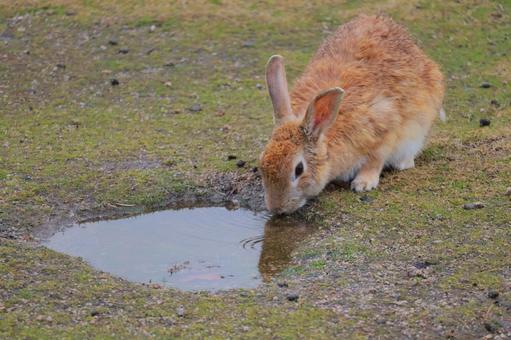 水たまりで水を飲むうさぎ 水たまりで水を飲むうさぎ うさぎ,ウサギ,兎の写真素材