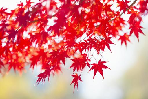 真っ赤に染まる紅葉 真っ赤に染まる紅葉の写真