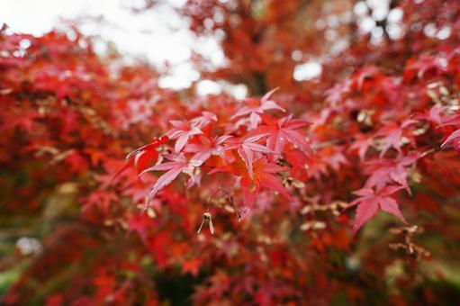 赤く紅葉したモミジ2 モミジ,イロハモミジ,紅葉の写真素材
