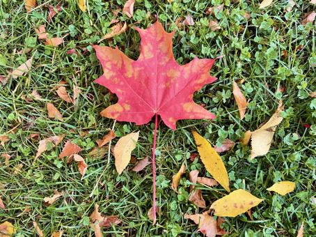 メープルリーフの落ち葉の写真