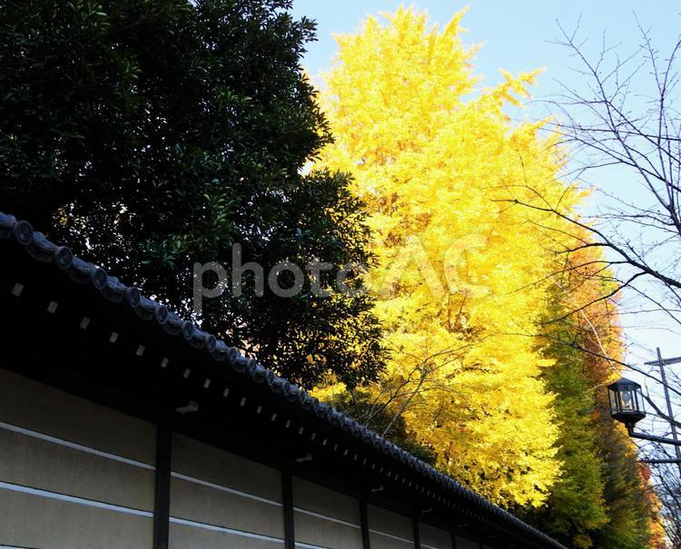 九段下界隈 いちょう,靖国神社,黄の写真素材
