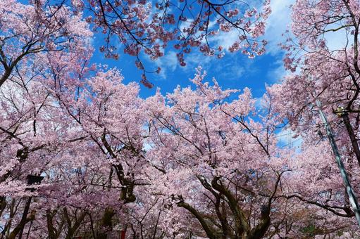 高遠城址公園の桜 さくら,桜,春の写真素材