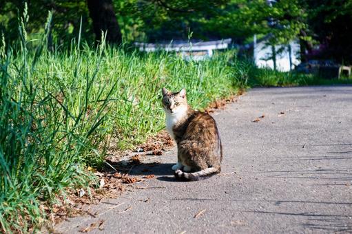 こちらを見るキジトラ猫 猫,ノラ猫,野良猫の写真素材