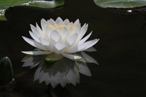 白い花びらの水鏡に写る蓮の花のアップの池 白い花びらの水鏡に写る蓮の花のアップの池 白い,花びら,水鏡の写真素材