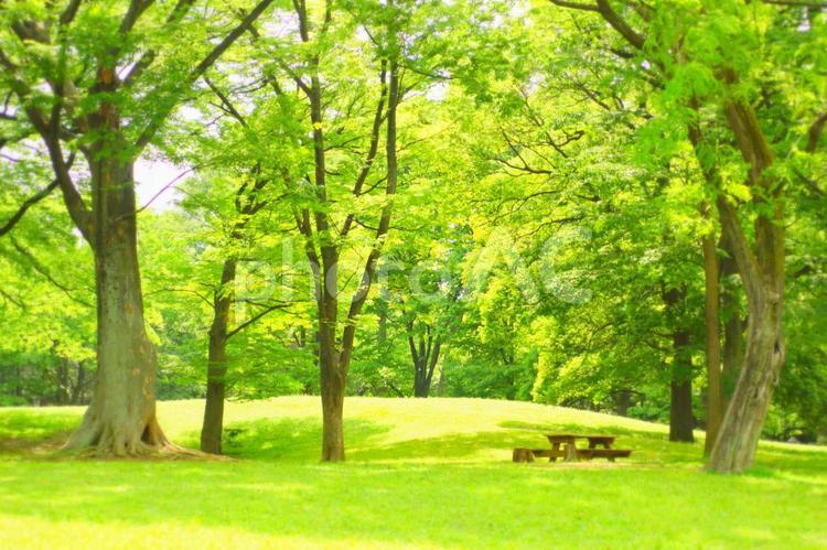 木々の緑 木,緑,芝生の写真素材