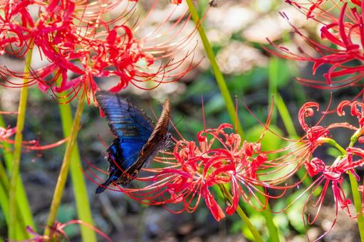 カラスアゲハ⑾ 蝶,カラスアゲハ,昆虫の写真素材