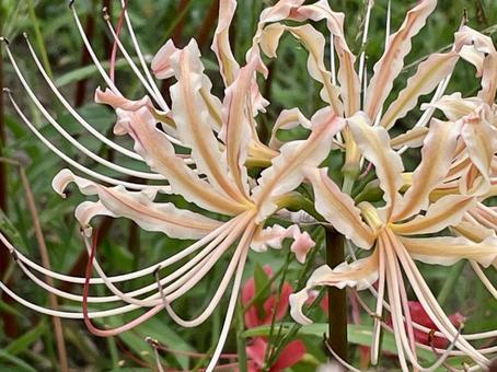 クリームイエローの曼珠沙華 クリームイエローの曼珠沙華の写真