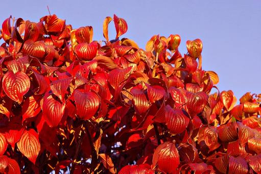 色づくハナミズキの葉 紅葉,色づく,ハナミズキの写真素材