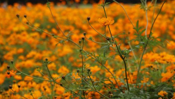 野山に秋の訪れ コスモス,秋,秋桜の写真素材