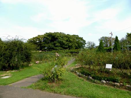 9月の大船フラワーセンター・バラ園 大船,フラワーセンター,バラ園の写真素材