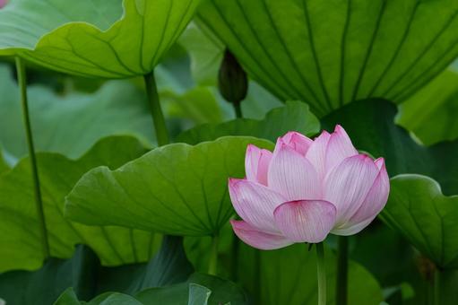 蓮 蓮 蓮,ハス,上野公園の写真素材