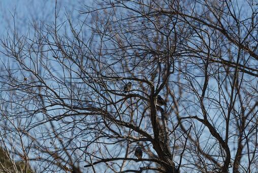 木陰で羽を休めるムクドリ ムクドリ,野鳥,鳥の写真素材