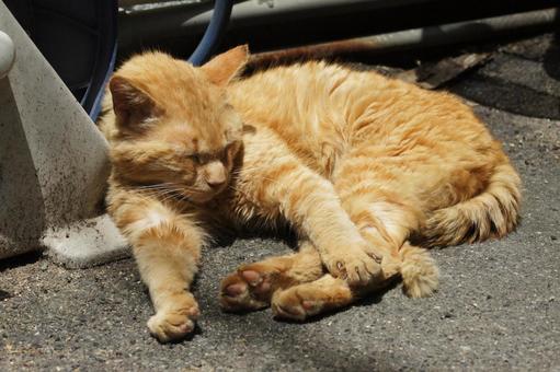 ねこ ねこ にゃんこ,可愛い,野良猫の写真素材
