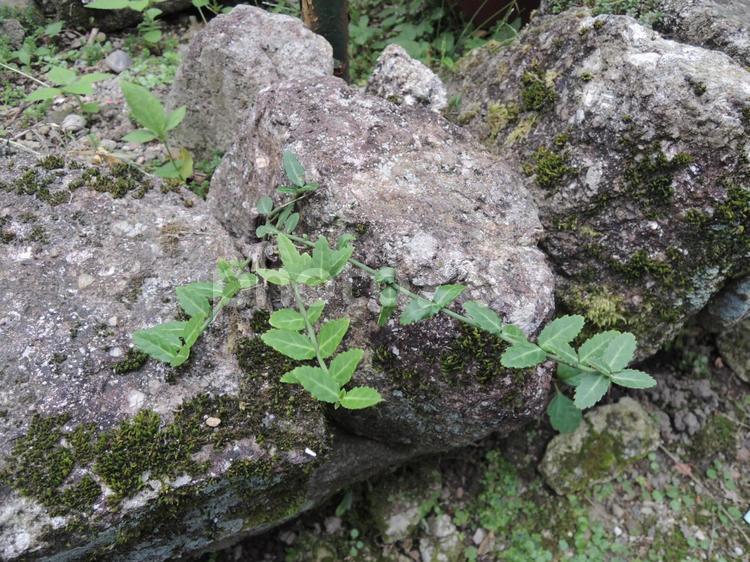 石垣の緑 石垣,草,緑の写真素材