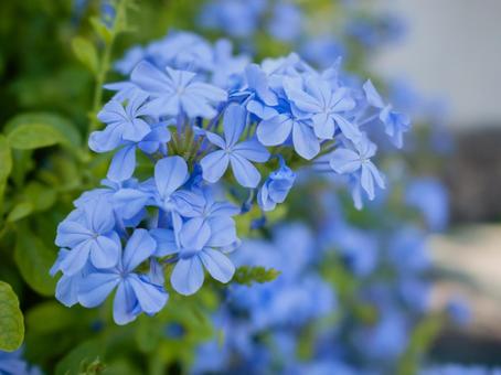 Photo, ruri matsuri, flower, purple, 