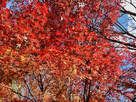 真っ赤に染まる紅葉と青空 紅葉,もみじ,カエデの写真素材