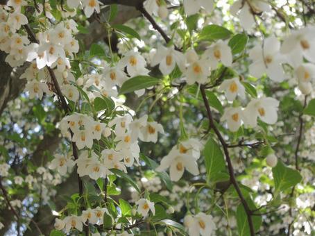 Photo, ekonoki, white flower, flowers and trees, 